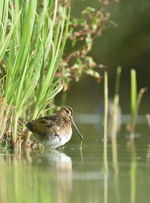 <i class='fa fa-user'></i>&nbsp;Ido&nbsp;|   Watersnip&nbsp; <i class='fa fa-eye'>&nbsp;411</i> &nbsp;<i class='fa fa-thumbs-up'>&nbsp;3</i> &nbsp; <i class='fa fa-comment-o'>&nbsp;6</i>