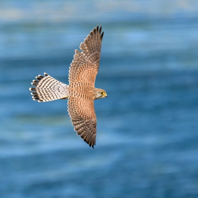 <i class='fa fa-user'></i>&nbsp;jwchess&nbsp;|   Torenvalk&nbsp; <i class='fa fa-eye'>&nbsp;481</i> &nbsp;<i class='fa fa-thumbs-up'>&nbsp;2</i> &nbsp; <i class='fa fa-comment-o'>&nbsp;8</i>