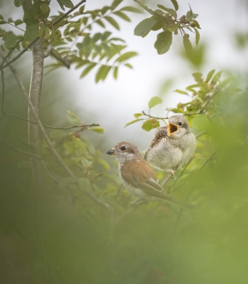 <i class='fa fa-user'></i>&nbsp;Bert Ooms&nbsp;|   Grauwe Klauwier&nbsp; <i class='fa fa-eye'>&nbsp;529</i> &nbsp;<i class='fa fa-thumbs-up'>&nbsp;12</i> &nbsp; <i class='fa fa-comment-o'>&nbsp;14</i>