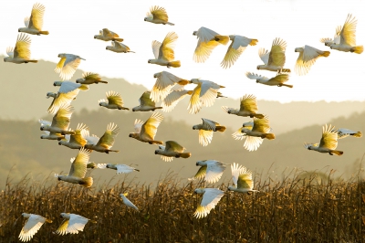 Boven aan mijn lijstje stonden Bowerbirds , Casowaries en steltjes uit de arctic op trek, maar een groepje  mooie kakatoe's dat langskomt bij zonsondergang is ook de moeite waard. De kakatoes verzamelden zich s 'avonds in de buurt van  maisvelden, waar ze eerst nog een graantje meepikten.