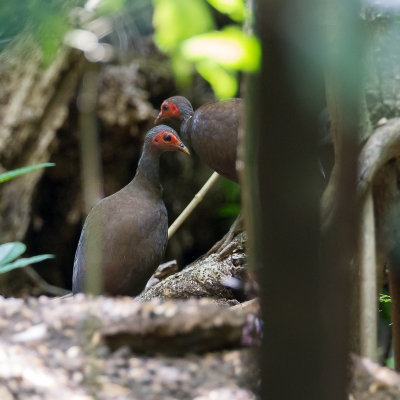 <i class='fa fa-user'></i>&nbsp;Paul van Giersbergen&nbsp;|   Filipijns Boshoen&nbsp; <i class='fa fa-eye'>&nbsp;207</i> &nbsp; <i class='fa fa-comment-o'>&nbsp;2</i>