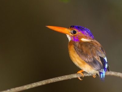 <i class='fa fa-user'></i>&nbsp;Paul van Giersbergen&nbsp;|   Sulawesidwergijsvogel&nbsp; <i class='fa fa-eye'>&nbsp;388</i> &nbsp;<i class='fa fa-thumbs-up'>&nbsp;6</i> &nbsp; <i class='fa fa-comment-o'>&nbsp;7</i>