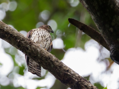 <i class='fa fa-user'></i>&nbsp;Paul van Giersbergen&nbsp;|   Grijskophavik&nbsp; <i class='fa fa-eye'>&nbsp;259</i> &nbsp; <i class='fa fa-comment-o'>&nbsp;4</i>