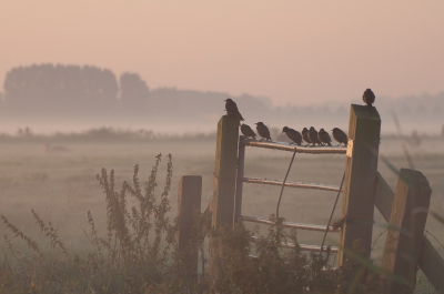 <i class='fa fa-user'></i>&nbsp;P.Teune&nbsp;|   Spreeuw&nbsp; <i class='fa fa-eye'>&nbsp;468</i> &nbsp;<i class='fa fa-thumbs-up'>&nbsp;8</i> &nbsp; <i class='fa fa-comment-o'>&nbsp;14</i>