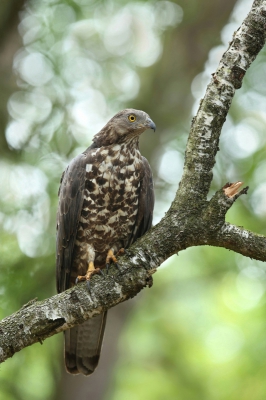 <i class='fa fa-user'></i>&nbsp;Frank Kremer&nbsp;|   Wespendief&nbsp; <i class='fa fa-eye'>&nbsp;1208</i> &nbsp;<i class='fa fa-thumbs-up'>&nbsp;12</i> &nbsp; <i class='fa fa-comment-o'>&nbsp;15</i>