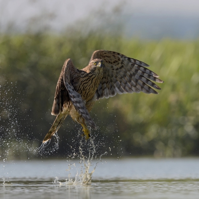 <i class='fa fa-user'></i>&nbsp;Henk Laverman&nbsp;|   Havik&nbsp; <i class='fa fa-eye'>&nbsp;830</i> &nbsp;<i class='fa fa-thumbs-up'>&nbsp;22</i> &nbsp; <i class='fa fa-comment-o'>&nbsp;16</i>