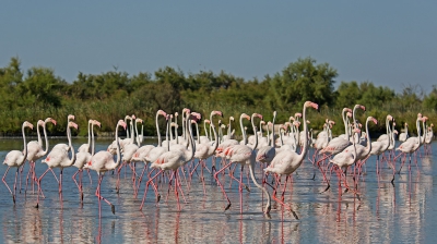 <i class='fa fa-user'></i>&nbsp;Martijn Schot&nbsp;|   Flamingo&nbsp; <i class='fa fa-eye'>&nbsp;411</i> &nbsp; <i class='fa fa-comment-o'>&nbsp;2</i>