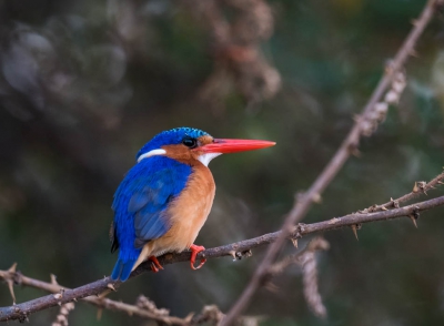 Genomen uit een deinzende boot op het Victoriameer.
Persoonlijk vind ik dit een van de mooiere ijsvogelsoorten.