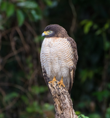 <i class='fa fa-user'></i>&nbsp;martin lok&nbsp;|   Wegbuizerd&nbsp; <i class='fa fa-eye'>&nbsp;382</i> &nbsp; <i class='fa fa-comment-o'>&nbsp;2</i>