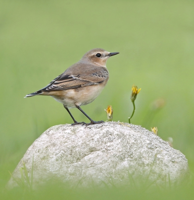 <i class='fa fa-user'></i>&nbsp;Gejo Wassink&nbsp;|   Tapuit&nbsp; <i class='fa fa-eye'>&nbsp;388</i> &nbsp;<i class='fa fa-thumbs-up'>&nbsp;5</i> &nbsp; <i class='fa fa-comment-o'>&nbsp;13</i>