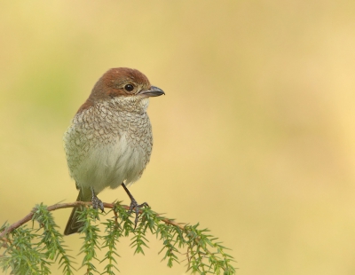 Bij de diverse opmerkingen bij foto's van de grauwe klauwier las ik dat er niet succesvol gebroed was maar de drie paartjes die ik volgde in Drenthe waren allen succesvol met nakomelingen.