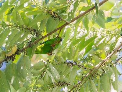 <i class='fa fa-user'></i>&nbsp;Paul van Giersbergen&nbsp;|   Roodkroontje&nbsp; <i class='fa fa-eye'>&nbsp;213</i> &nbsp; <i class='fa fa-comment-o'>&nbsp;2</i>