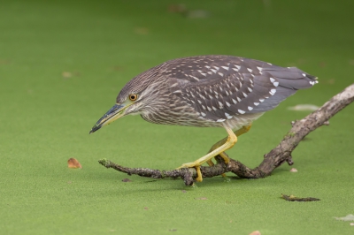 <i class='fa fa-user'></i>&nbsp;Wim De Cock&nbsp;|   Kwak&nbsp; <i class='fa fa-eye'>&nbsp;579</i> &nbsp;<i class='fa fa-thumbs-up'>&nbsp;8</i> &nbsp; <i class='fa fa-comment-o'>&nbsp;12</i>