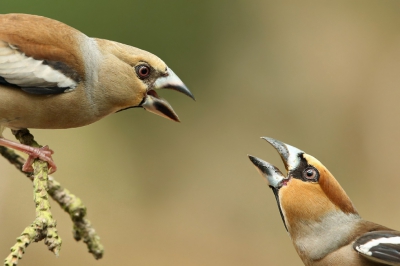 <i class='fa fa-user'></i>&nbsp;Frank Kremer&nbsp;|   Appelvink&nbsp; <i class='fa fa-eye'>&nbsp;453</i> &nbsp;<i class='fa fa-thumbs-up'>&nbsp;8</i> &nbsp; <i class='fa fa-comment-o'>&nbsp;13</i>