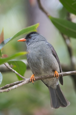 <i class='fa fa-user'></i>&nbsp;Eric M&nbsp;|   Mauritiusbuulbuul&nbsp; <i class='fa fa-eye'>&nbsp;224</i> &nbsp; <i class='fa fa-comment-o'>&nbsp;2</i>