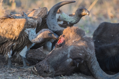 <i class='fa fa-user'></i>&nbsp;Eric M&nbsp;|   Witruggier&nbsp; <i class='fa fa-eye'>&nbsp;341</i> &nbsp; <i class='fa fa-comment-o'>&nbsp;3</i>