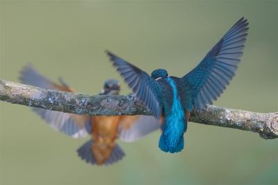 <i class='fa fa-user'></i>&nbsp;Harry Jamont&nbsp;|   IJsvogel&nbsp; <i class='fa fa-eye'>&nbsp;428</i> &nbsp;<i class='fa fa-thumbs-up'>&nbsp;2</i> &nbsp; <i class='fa fa-comment-o'>&nbsp;7</i>