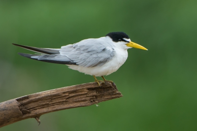 <i class='fa fa-user'></i>&nbsp;martin lok&nbsp;|   Amazonestern&nbsp; <i class='fa fa-eye'>&nbsp;245</i> &nbsp; <i class='fa fa-comment-o'>&nbsp;2</i>