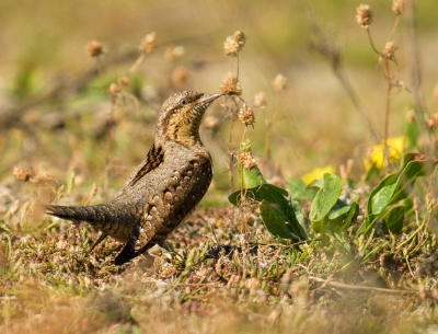 Wat een mooi vogeltje ben erg blij dat ik hem eindelijk op de foto heb.