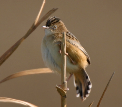 This beautiful little bird, already going into full breeding plumage, displayed, then landed close by. The afternoon light just made the capture!