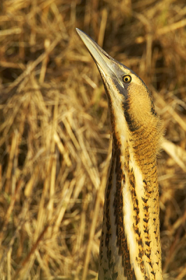 Afgelopen weekend het Lauwersmeergebied bezocht. Zaterdag kregen we de gelegenheid om deze roerdomp te fotograferen. De roerdomp zat onder in de sloot, dus meer dan een nek kwam niet in beeld. Crop uit oorspronkelijk bestand om op 600 pixels hoog nog wat detail te kunnen laten zien (ruim 3x verkleind).