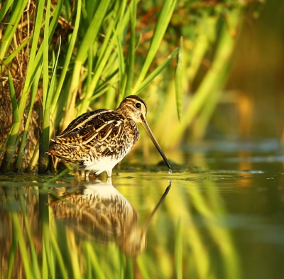 Watersnip vanuit een erg fraaie friese hut door het mooie late zonlicht kwam het beestje goed tot zijn recht