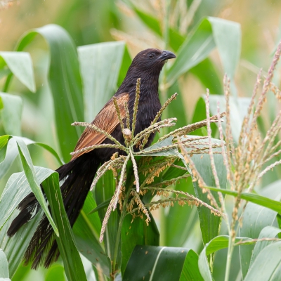 <i class='fa fa-user'></i>&nbsp;Paul van Giersbergen&nbsp;|   Bengaalse Spoorkoekoek&nbsp; <i class='fa fa-eye'>&nbsp;173</i> &nbsp; <i class='fa fa-comment-o'>&nbsp;2</i>
