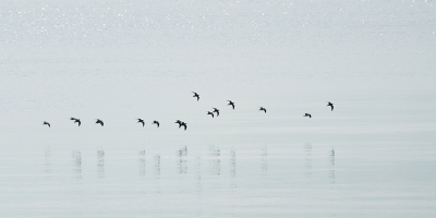 <i class='fa fa-user'></i>&nbsp;P.Teune&nbsp;|   Tureluur&nbsp; <i class='fa fa-eye'>&nbsp;271</i> &nbsp;<i class='fa fa-thumbs-up'>&nbsp;3</i> &nbsp; <i class='fa fa-comment-o'>&nbsp;8</i>