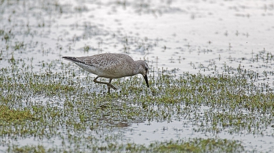 Deze Kanoet was druk bezig met foerageren bij het "Bele-ven" net buiten Reusel.
Omstandigheden waren niet ideaal met veel tegenlicht.