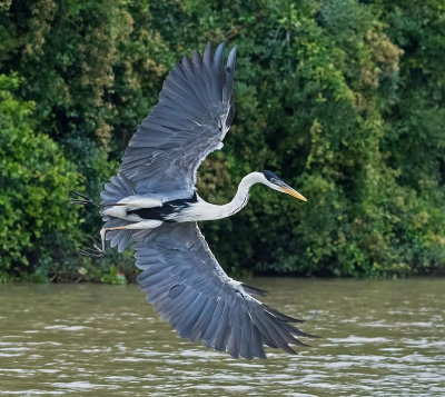 <i class='fa fa-user'></i>&nbsp;martin lok&nbsp;|   Sokoireiger&nbsp; <i class='fa fa-eye'>&nbsp;249</i> &nbsp;<i class='fa fa-thumbs-up'>&nbsp;1</i> &nbsp; <i class='fa fa-comment-o'>&nbsp;2</i>