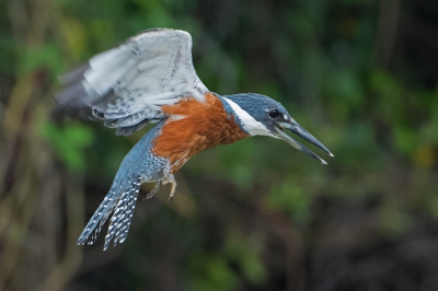 <i class='fa fa-user'></i>&nbsp;martin lok&nbsp;|   Amerikaanse Reuzenijsvogel&nbsp; <i class='fa fa-eye'>&nbsp;433</i> &nbsp;<i class='fa fa-thumbs-up'>&nbsp;4</i> &nbsp; <i class='fa fa-comment-o'>&nbsp;5</i>