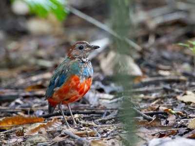 <i class='fa fa-user'></i>&nbsp;Paul van Giersbergen&nbsp;|   Sulawesipitta&nbsp; <i class='fa fa-eye'>&nbsp;292</i> &nbsp;<i class='fa fa-thumbs-up'>&nbsp;1</i> &nbsp; <i class='fa fa-comment-o'>&nbsp;4</i>