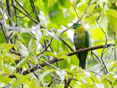 <i class='fa fa-user'></i>&nbsp;Paul van Giersbergen&nbsp;|   Cassins Vlagstaartpapegaai&nbsp; <i class='fa fa-eye'>&nbsp;215</i> &nbsp; <i class='fa fa-comment-o'>&nbsp;2</i>