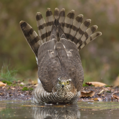 <i class='fa fa-user'></i>&nbsp;Almanbrother&nbsp;|   Sperwer&nbsp; <i class='fa fa-eye'>&nbsp;527</i> &nbsp;<i class='fa fa-thumbs-up'>&nbsp;9</i> &nbsp; <i class='fa fa-comment-o'>&nbsp;17</i>