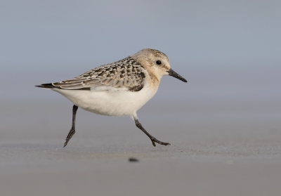 <i class='fa fa-user'></i>&nbsp;Henk Laverman&nbsp;|   Drieteenstrandloper&nbsp; <i class='fa fa-eye'>&nbsp;413</i> &nbsp;<i class='fa fa-thumbs-up'>&nbsp;2</i> &nbsp; <i class='fa fa-comment-o'>&nbsp;12</i>