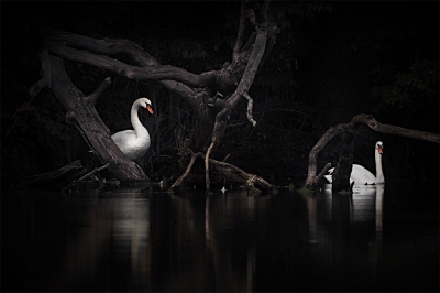 <i class='fa fa-user'></i>&nbsp;Arno ten Hoeve&nbsp;|   Knobbelzwaan&nbsp; <i class='fa fa-eye'>&nbsp;689</i> &nbsp;<i class='fa fa-thumbs-up'>&nbsp;18</i> &nbsp; <i class='fa fa-comment-o'>&nbsp;20</i>