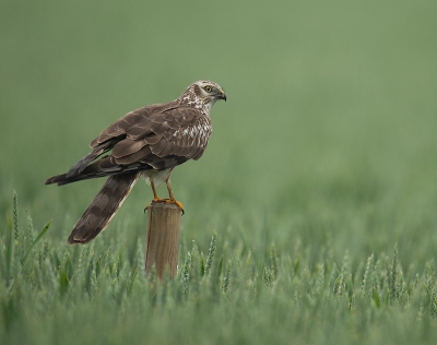 <i class='fa fa-user'></i>&nbsp;Wilfried Solarz&nbsp;|   Grauwe Kiekendief&nbsp; <i class='fa fa-eye'>&nbsp;721</i> &nbsp;<i class='fa fa-thumbs-up'>&nbsp;11</i> &nbsp; <i class='fa fa-comment-o'>&nbsp;16</i>