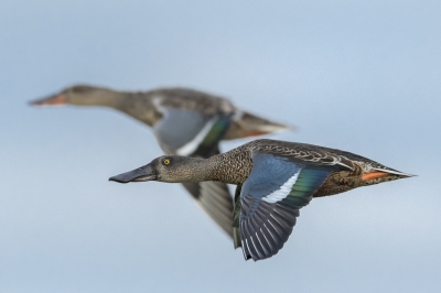 <i class='fa fa-user'></i>&nbsp;Jaap van Rotten&nbsp;|   Slobeend&nbsp; <i class='fa fa-eye'>&nbsp;258</i> &nbsp; <i class='fa fa-comment-o'>&nbsp;6</i>