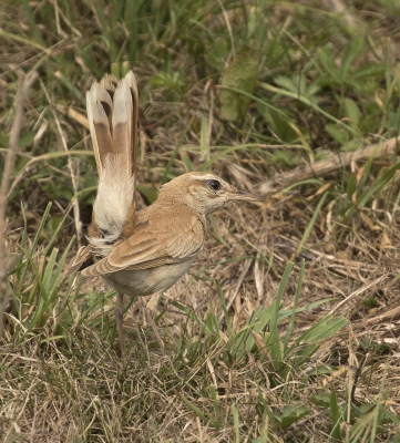 <i class='fa fa-user'></i>&nbsp;Kees Kroon&nbsp;|   Rosse Waaierstaart&nbsp; <i class='fa fa-eye'>&nbsp;676</i> &nbsp;<i class='fa fa-thumbs-up'>&nbsp;3</i> &nbsp; <i class='fa fa-comment-o'>&nbsp;12</i>
