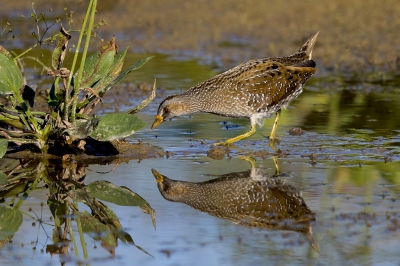 <i class='fa fa-user'></i>&nbsp;Peter Soer&nbsp;|   Porseleinhoen&nbsp; <i class='fa fa-eye'>&nbsp;427</i> &nbsp;<i class='fa fa-thumbs-up'>&nbsp;2</i> &nbsp; <i class='fa fa-comment-o'>&nbsp;9</i>