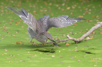 <i class='fa fa-user'></i>&nbsp;Johan G&nbsp;|   Kwak&nbsp; <i class='fa fa-eye'>&nbsp;269</i> &nbsp;<i class='fa fa-thumbs-up'>&nbsp;3</i> &nbsp; <i class='fa fa-comment-o'>&nbsp;5</i>