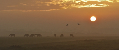 <i class='fa fa-user'></i>&nbsp;Fons Hoiting&nbsp;|   Knobbelzwaan&nbsp; <i class='fa fa-eye'>&nbsp;259</i> &nbsp;<i class='fa fa-thumbs-up'>&nbsp;4</i> &nbsp; <i class='fa fa-comment-o'>&nbsp;14</i>