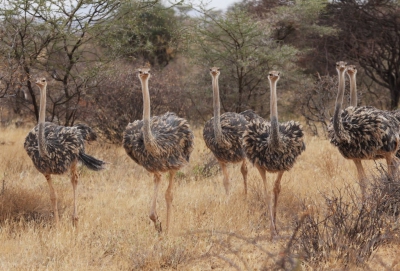 <i class='fa fa-user'></i>&nbsp;Elja&nbsp;|   Somalische Struisvogel&nbsp; <i class='fa fa-eye'>&nbsp;286</i> &nbsp; <i class='fa fa-comment-o'>&nbsp;3</i>