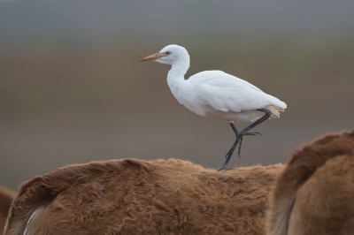 <i class='fa fa-user'></i>&nbsp;Hans Overduin&nbsp;|   Koereiger&nbsp; <i class='fa fa-eye'>&nbsp;290</i> &nbsp;<i class='fa fa-thumbs-up'>&nbsp;5</i> &nbsp; <i class='fa fa-comment-o'>&nbsp;11</i>