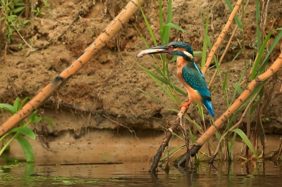 Het is alweer een tijd geleden dat ik een foto heb geplaatst 
te druk met de verbouwing .
Ik had deze foto van de ijsvogel er nog liggen en vond hem wel aardig om te plaatsen