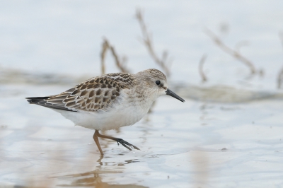 Foto van de Strandloper met een van de pootjes boven water. De vierde teen is goed zichtbaar.