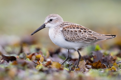 <i class='fa fa-user'></i>&nbsp;Inge van der Wulp&nbsp;|   Alaskastrandloper&nbsp; <i class='fa fa-eye'>&nbsp;492</i> &nbsp;<i class='fa fa-thumbs-up'>&nbsp;2</i> &nbsp; <i class='fa fa-comment-o'>&nbsp;10</i>