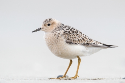 Blonde Ruiter die een dagje strand doet. Ik vond de kleuren wel mooi zacht onder zon (het regende)