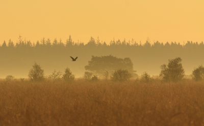 <i class='fa fa-user'></i>&nbsp;RVDaalen&nbsp;|   Bruine Kiekendief&nbsp; <i class='fa fa-eye'>&nbsp;363</i> &nbsp;<i class='fa fa-thumbs-up'>&nbsp;7</i> &nbsp; <i class='fa fa-comment-o'>&nbsp;10</i>