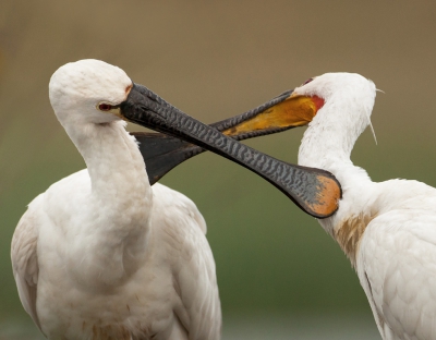 <i class='fa fa-user'></i>&nbsp;Ton D�pp&nbsp;|   Lepelaar&nbsp; <i class='fa fa-eye'>&nbsp;407</i> &nbsp;<i class='fa fa-thumbs-up'>&nbsp;3</i> &nbsp; <i class='fa fa-comment-o'>&nbsp;6</i>